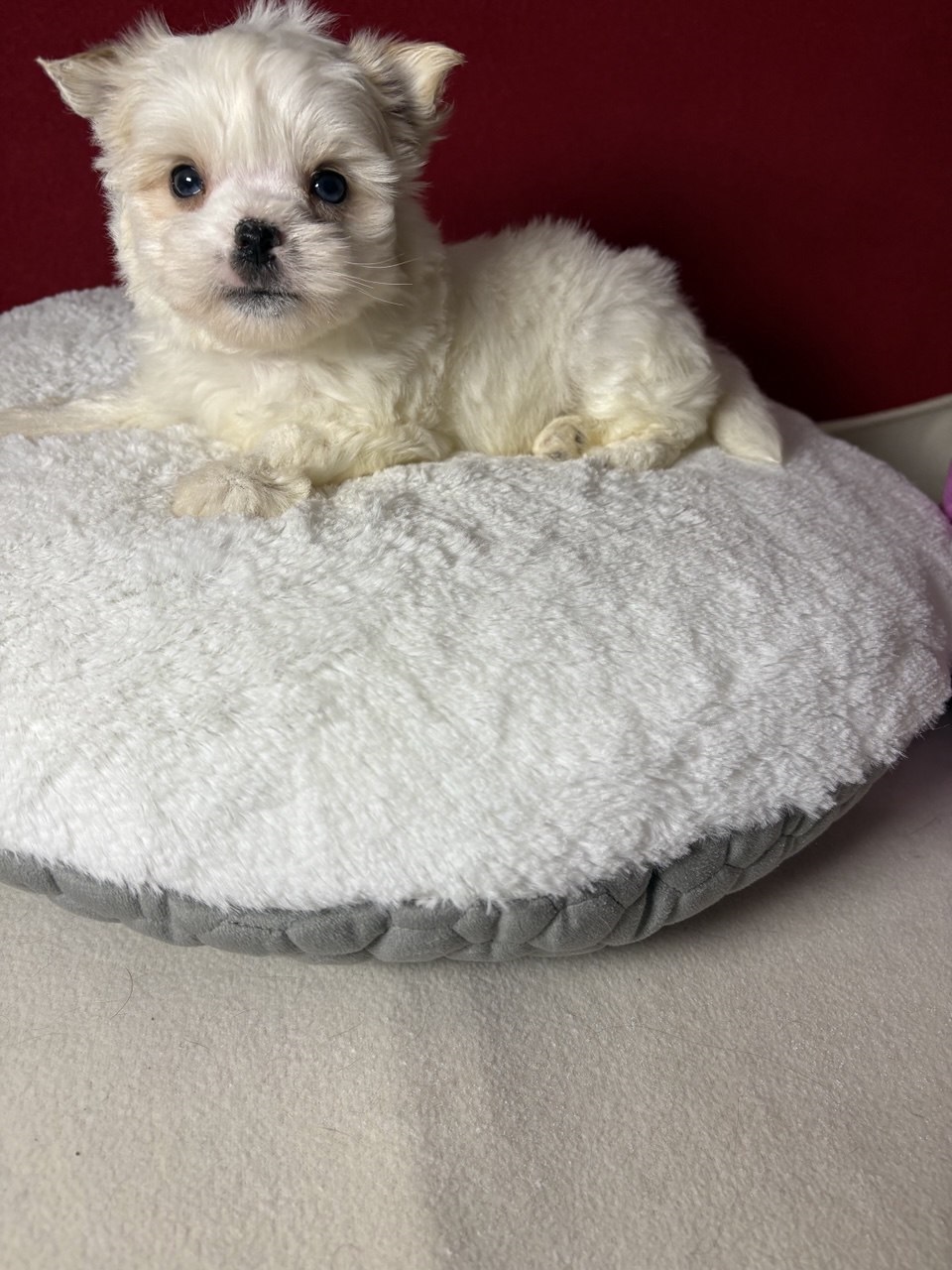 Йоркширский Бивер терьер