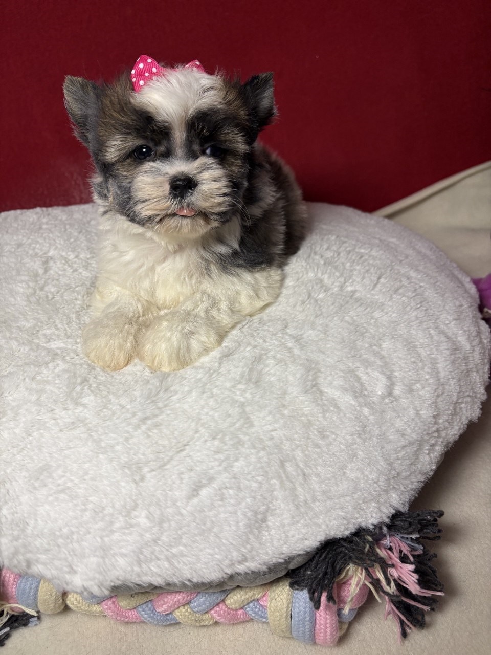 Щенок Бивер Йорка