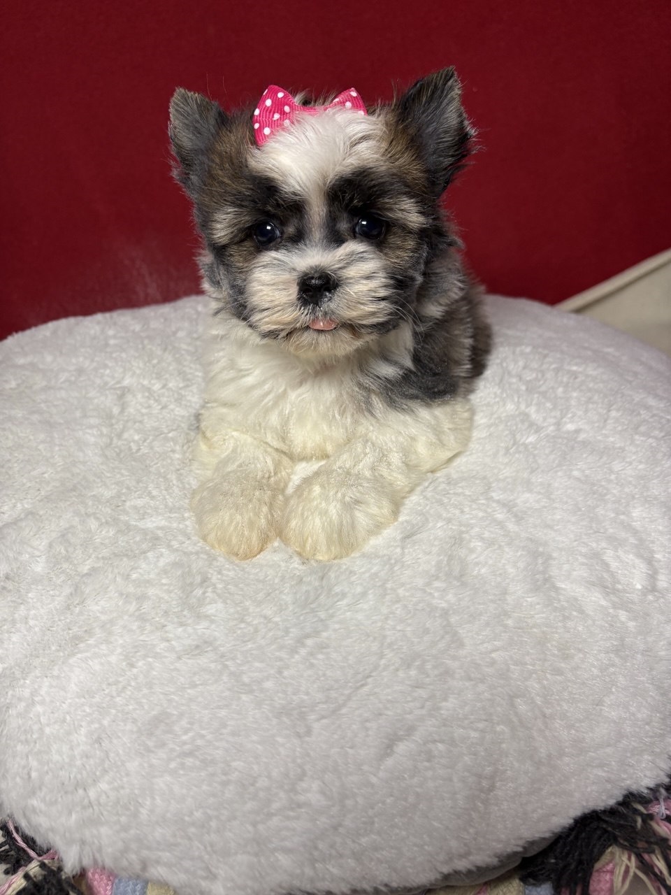 Девочка бивер