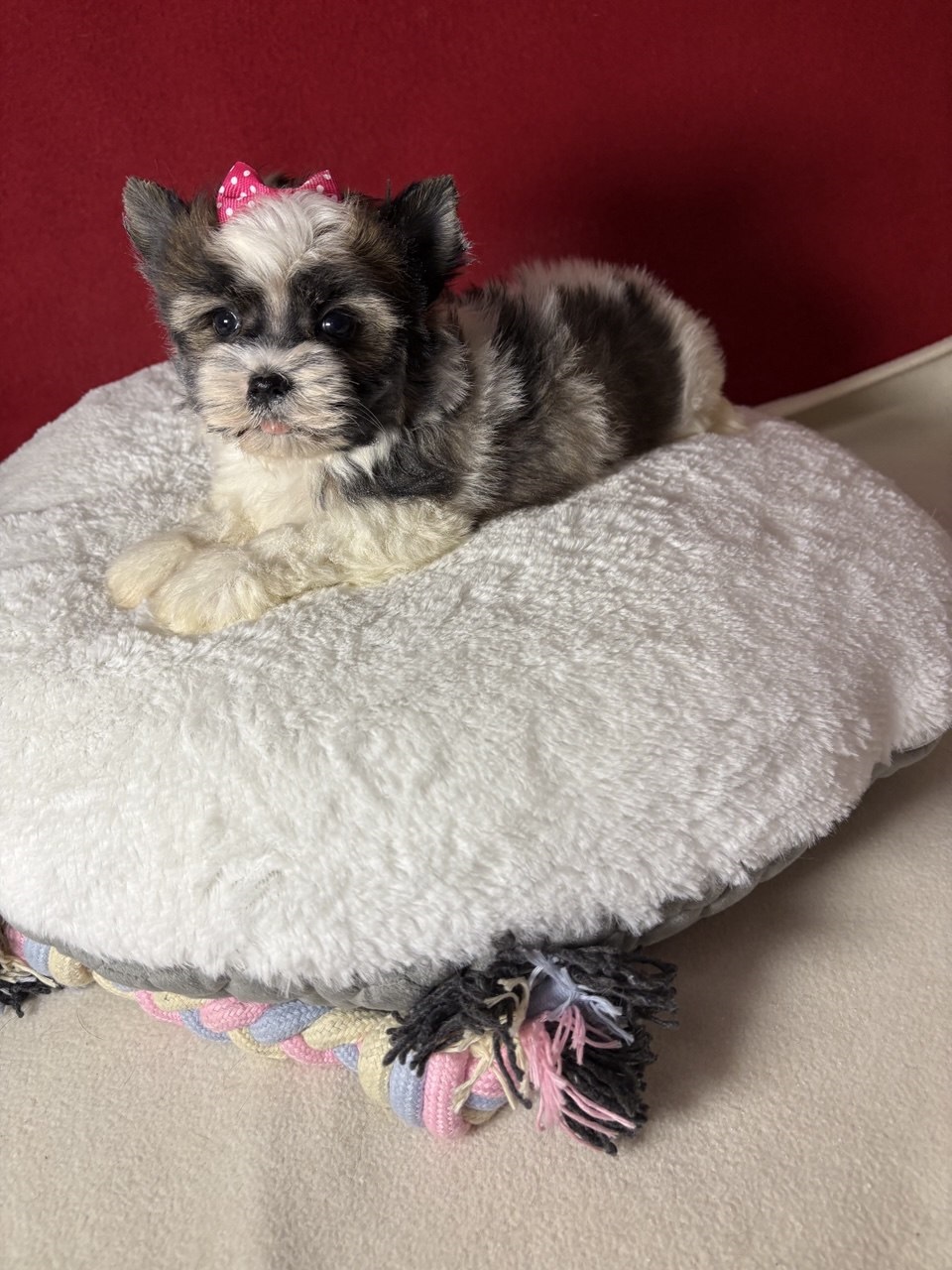 Щеноки Бивер Йорка фото