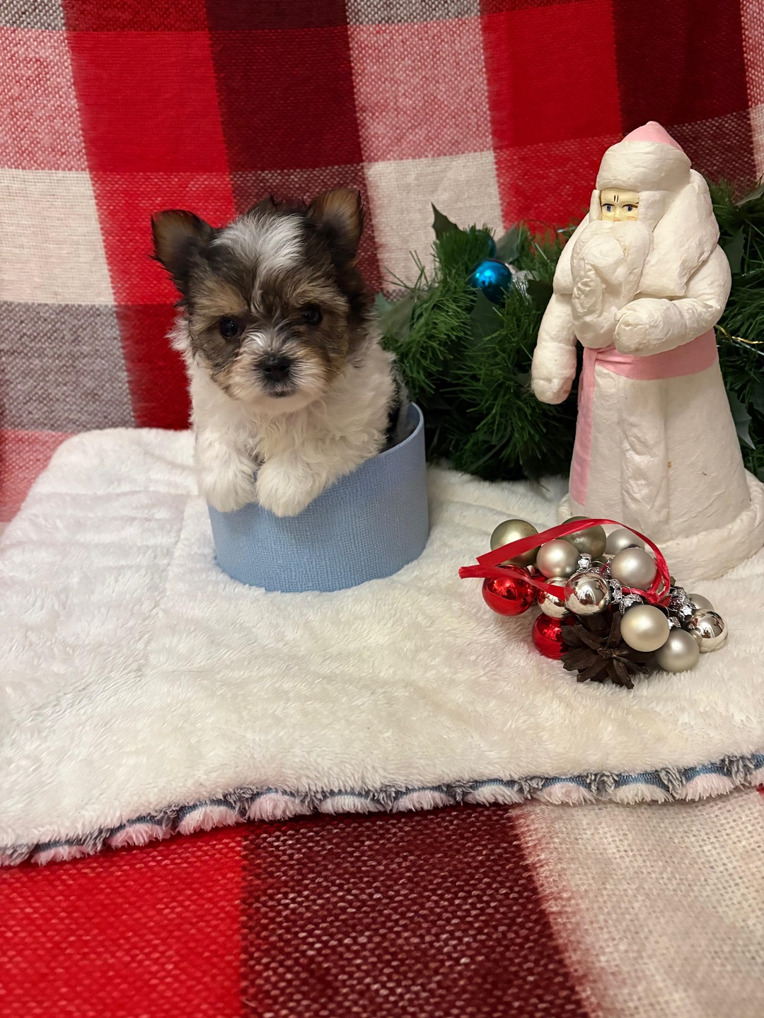 Йоркширский Бивер терьер