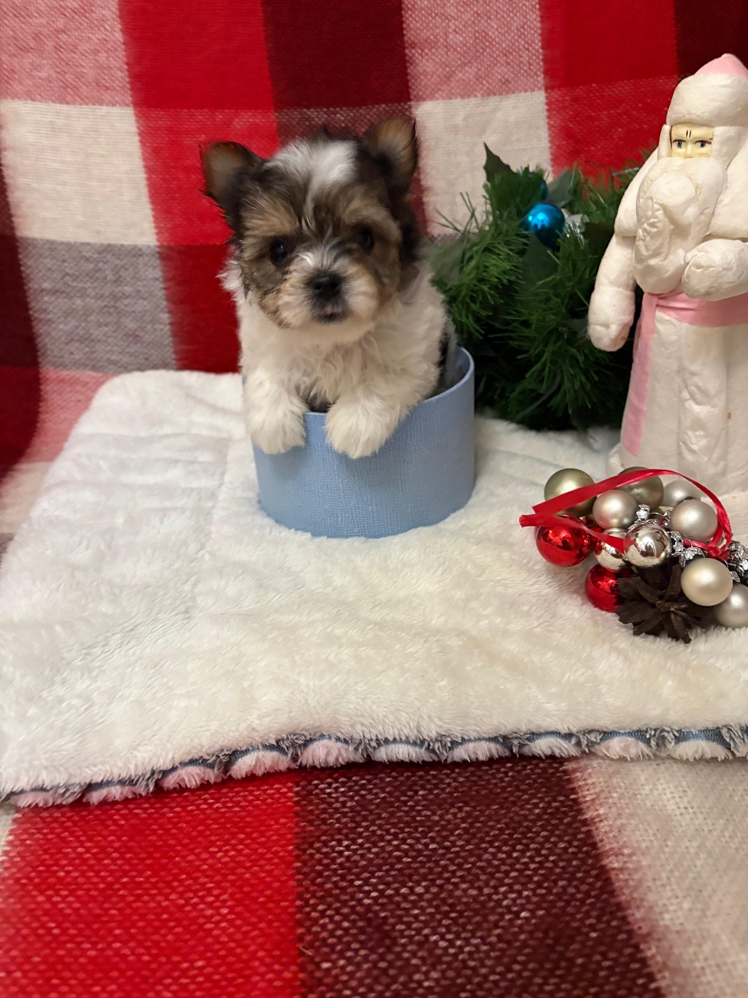 купить щенка Бивер терьера