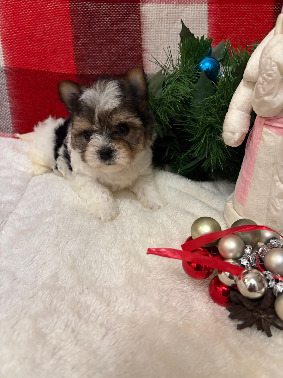 Йоркширский Бивер терьер