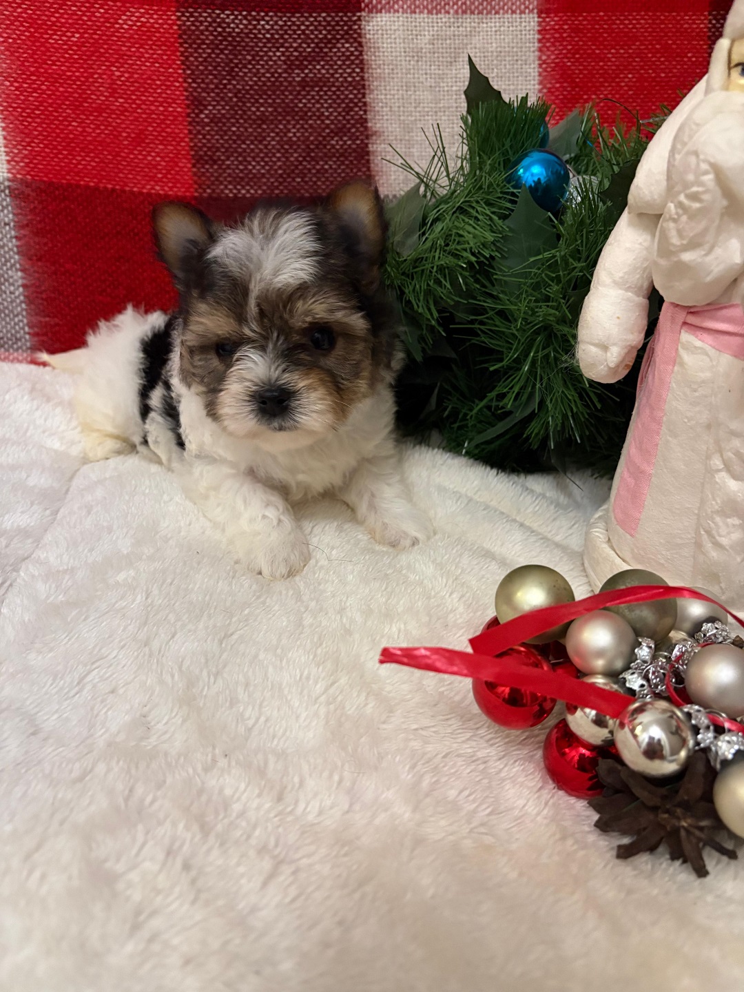 купить щенка Бивер терьера