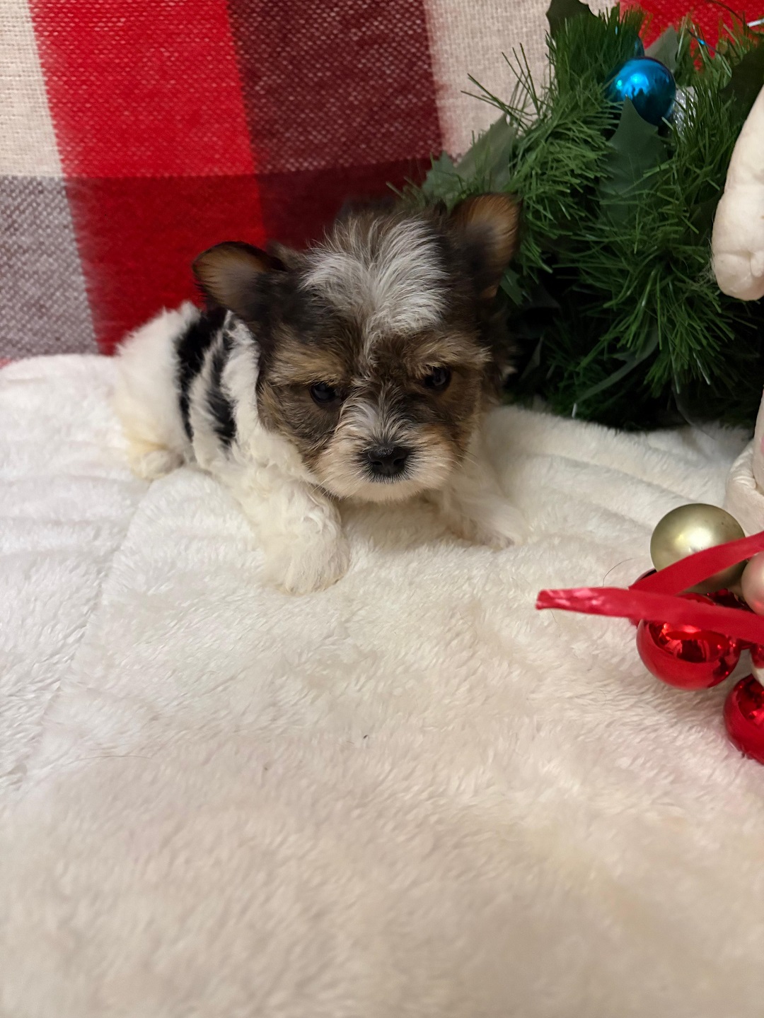 купить щенка Бивер терьера