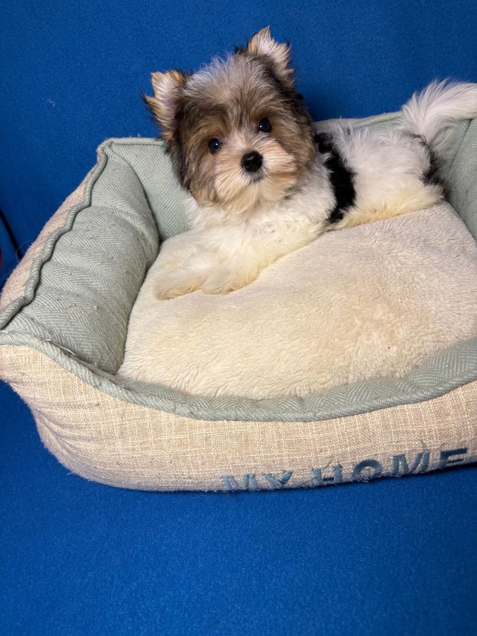 купить щенка Бивер терьера