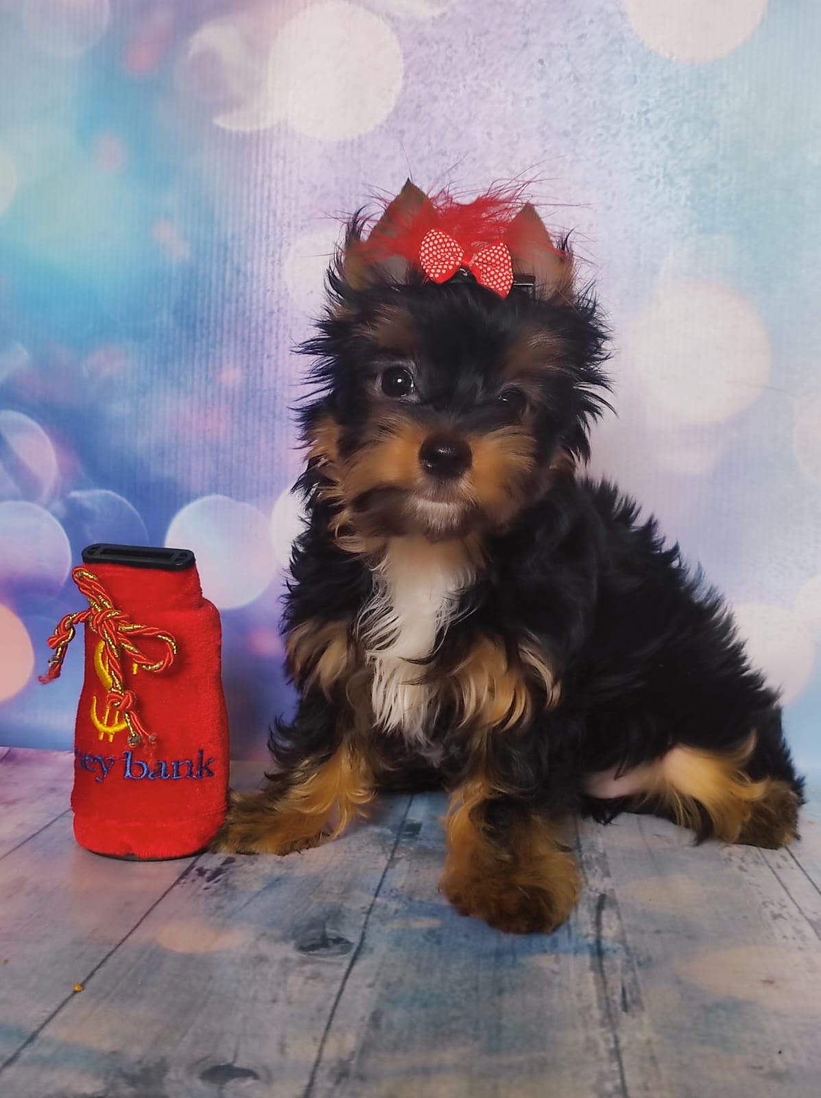 шоколадный йорк