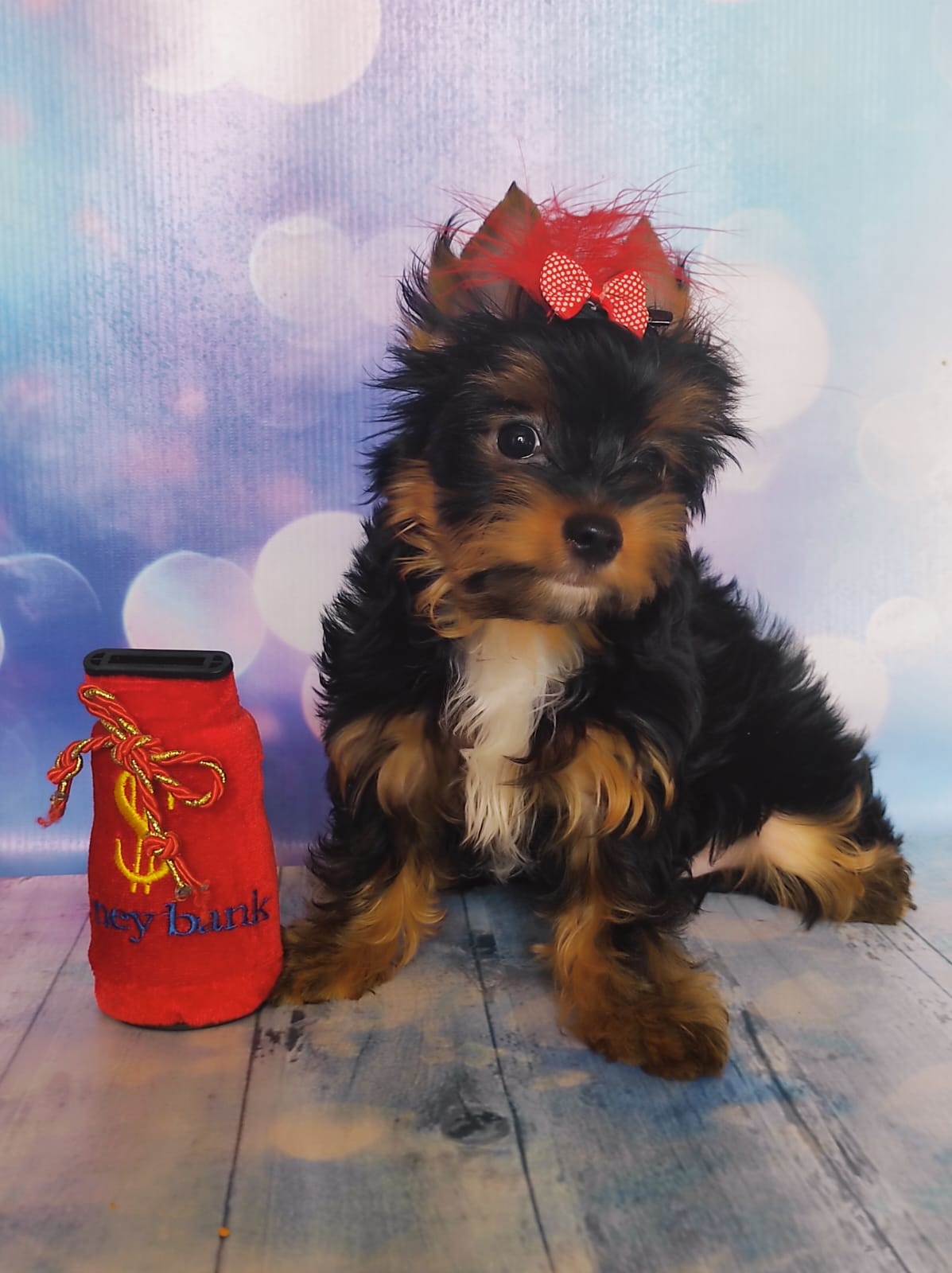 щенки Йоркширского терьера