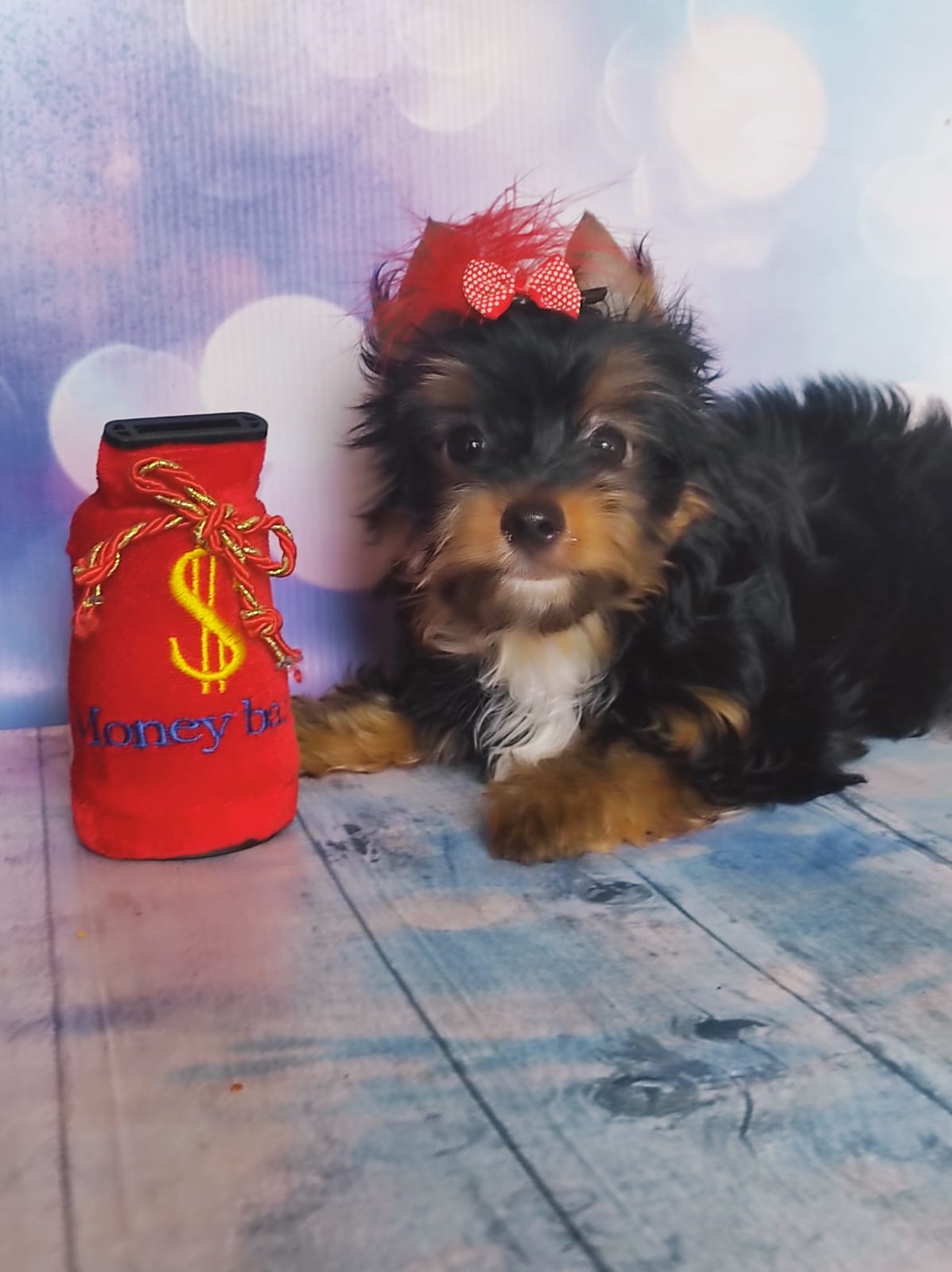 щенки Йоркширского терьера