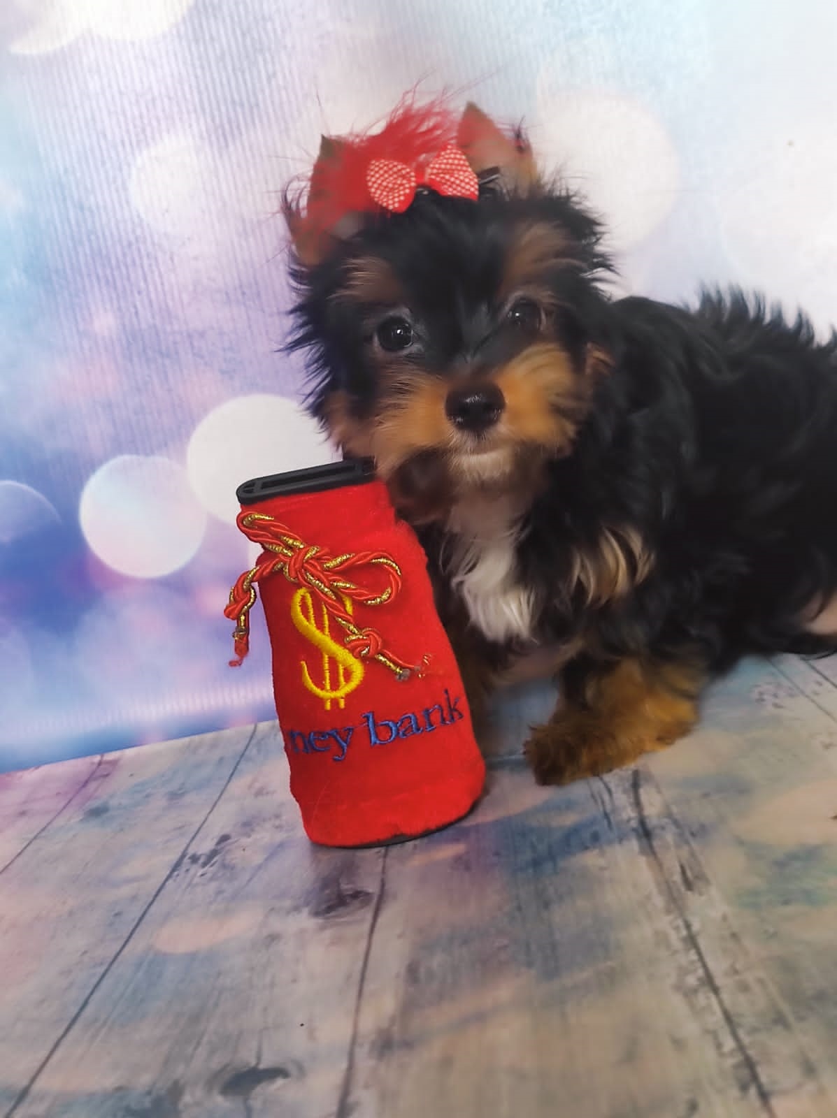 шоколадный йорк