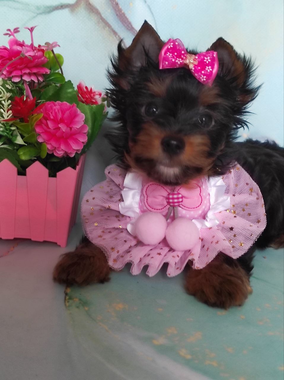 шоколадный йорк