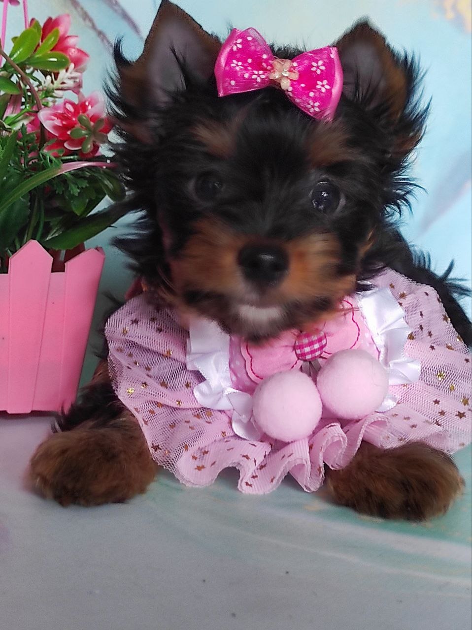 шоколадный йорк