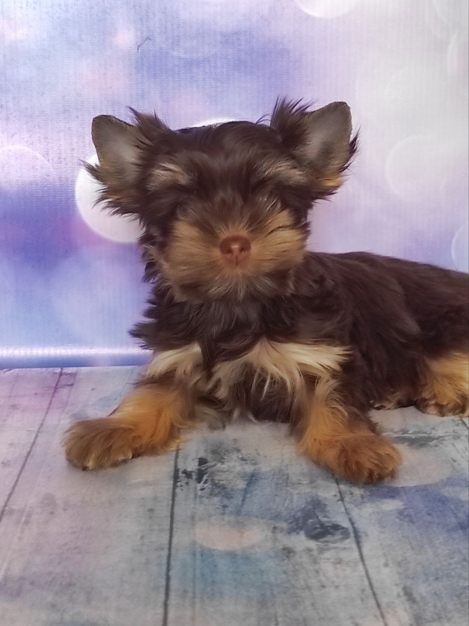 купить щенка Черного терьера