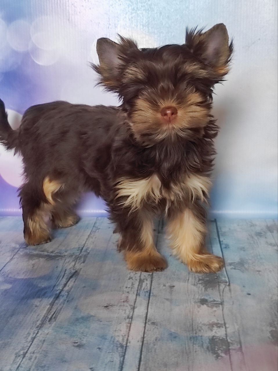 Черный Йорк