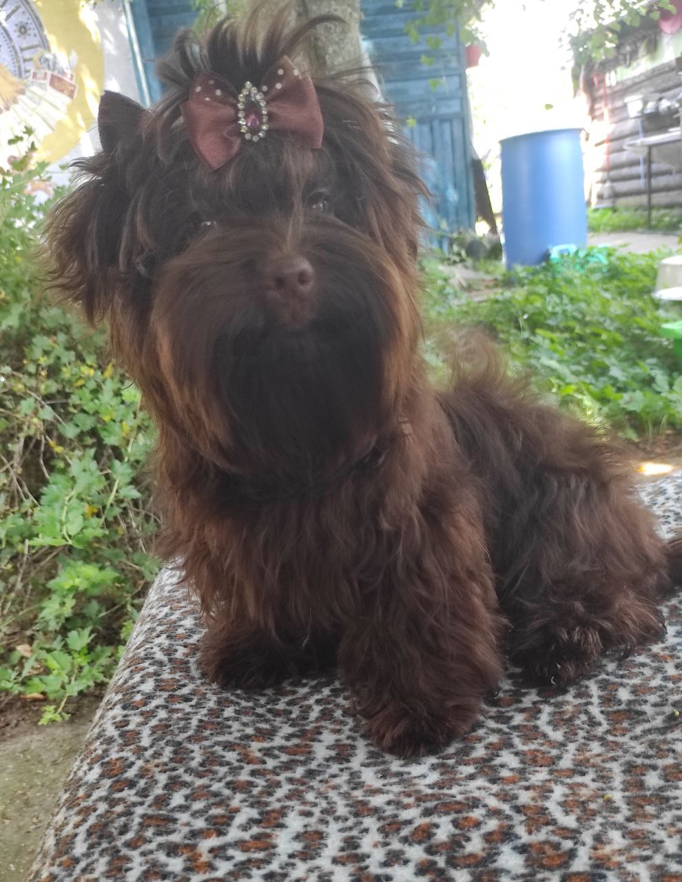 щенок мальчик Йоркширский терьер