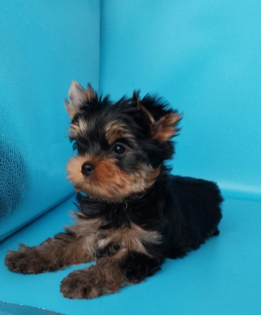 Мальчик Йоркширского терьера