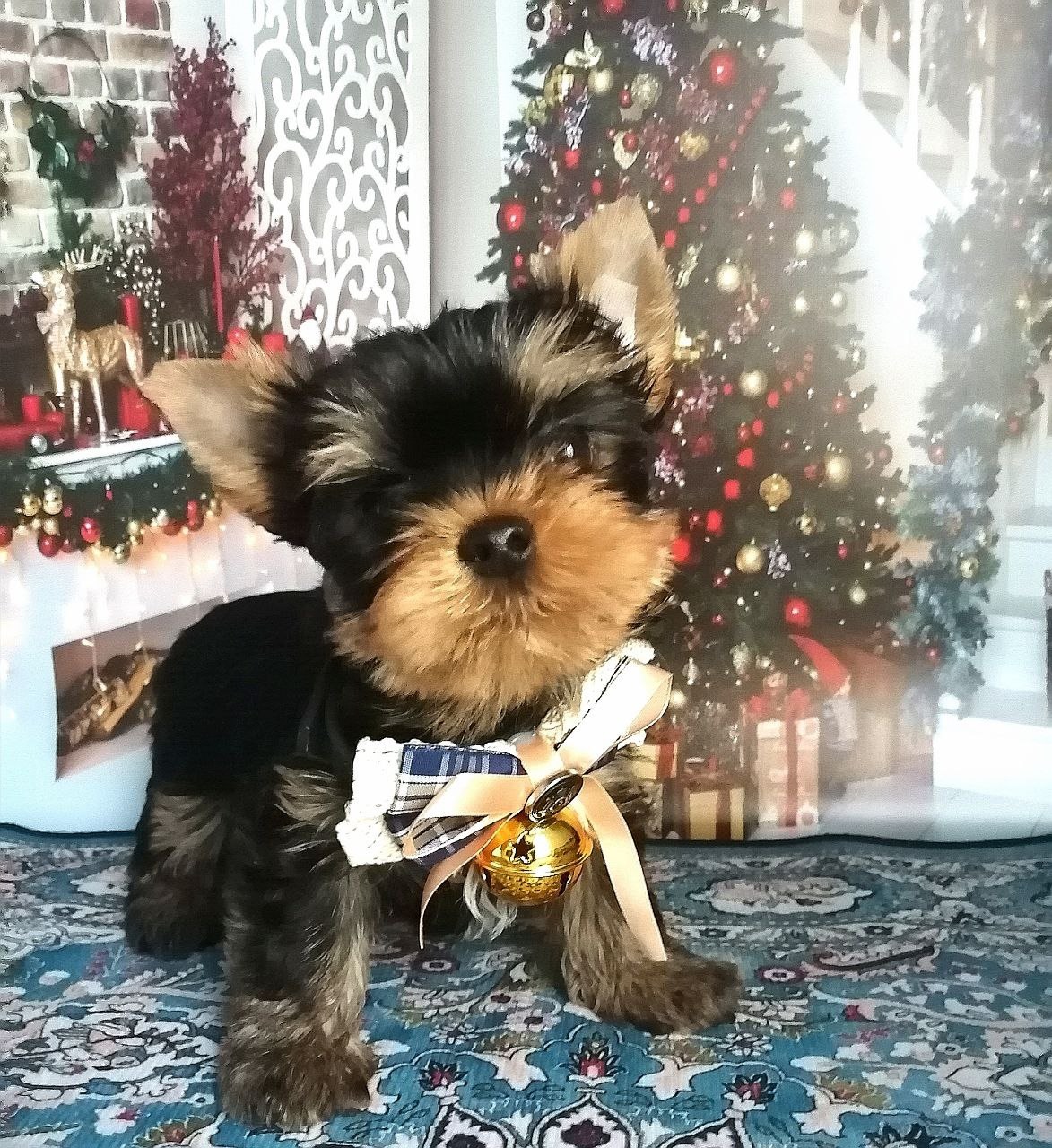 купить щенка Йоркширского терьера мини