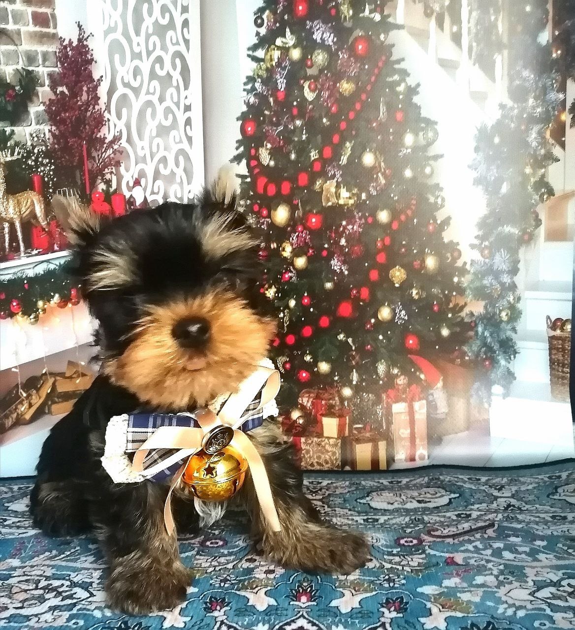 Щенок Йоркширского терьера