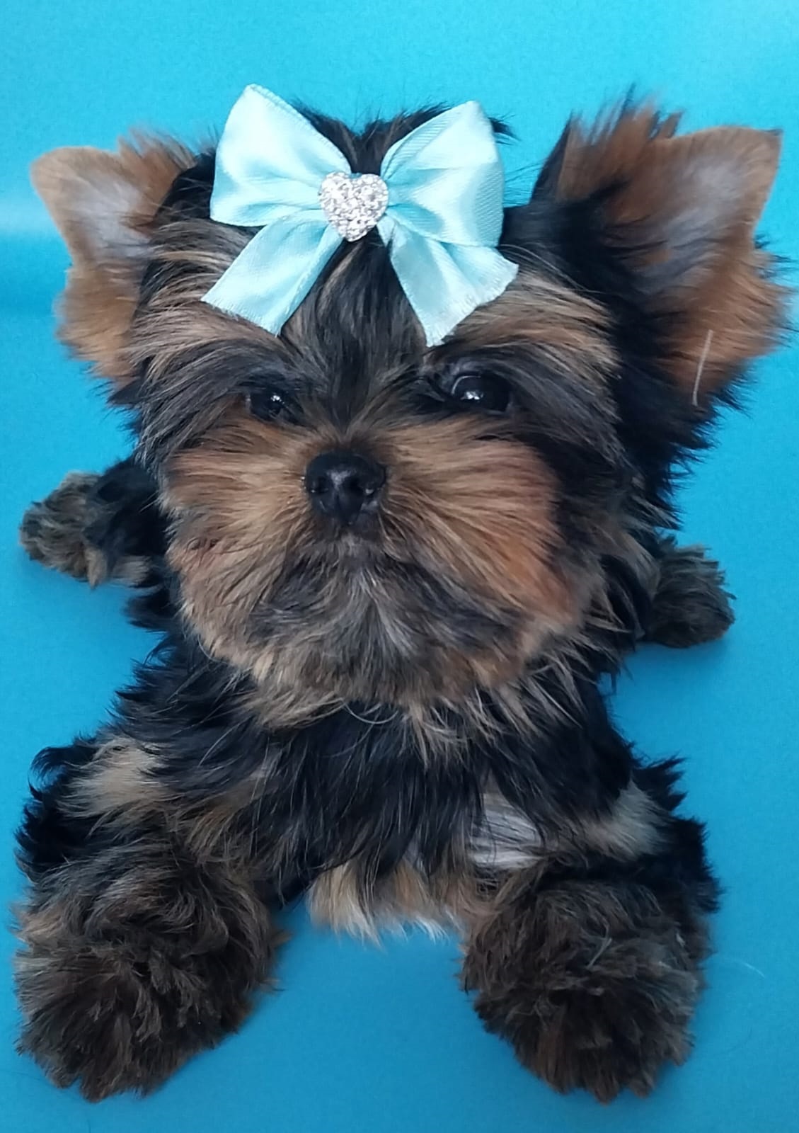 Мальчик Йоркширского терьера