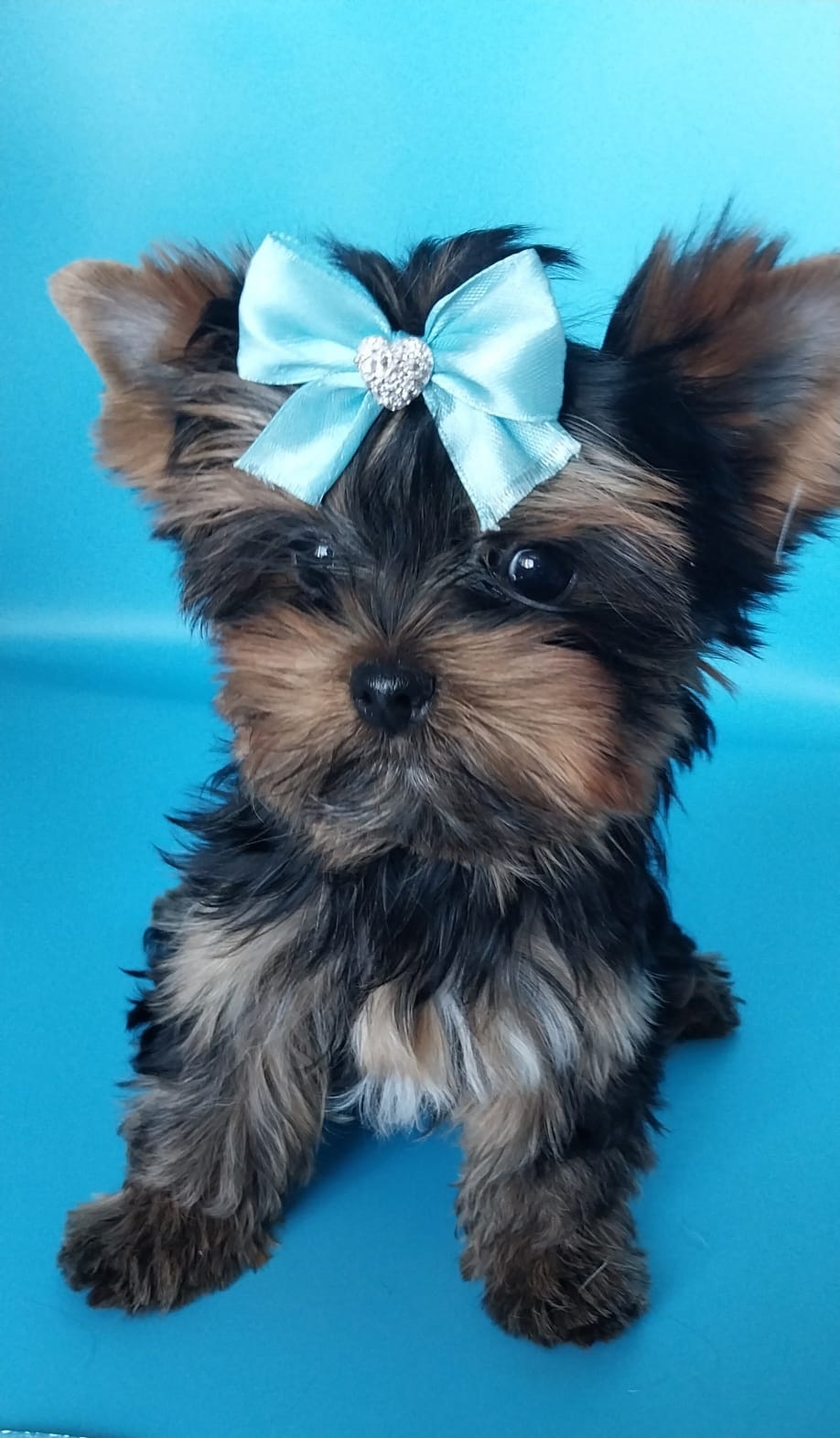 щенки Йоркширского терьера