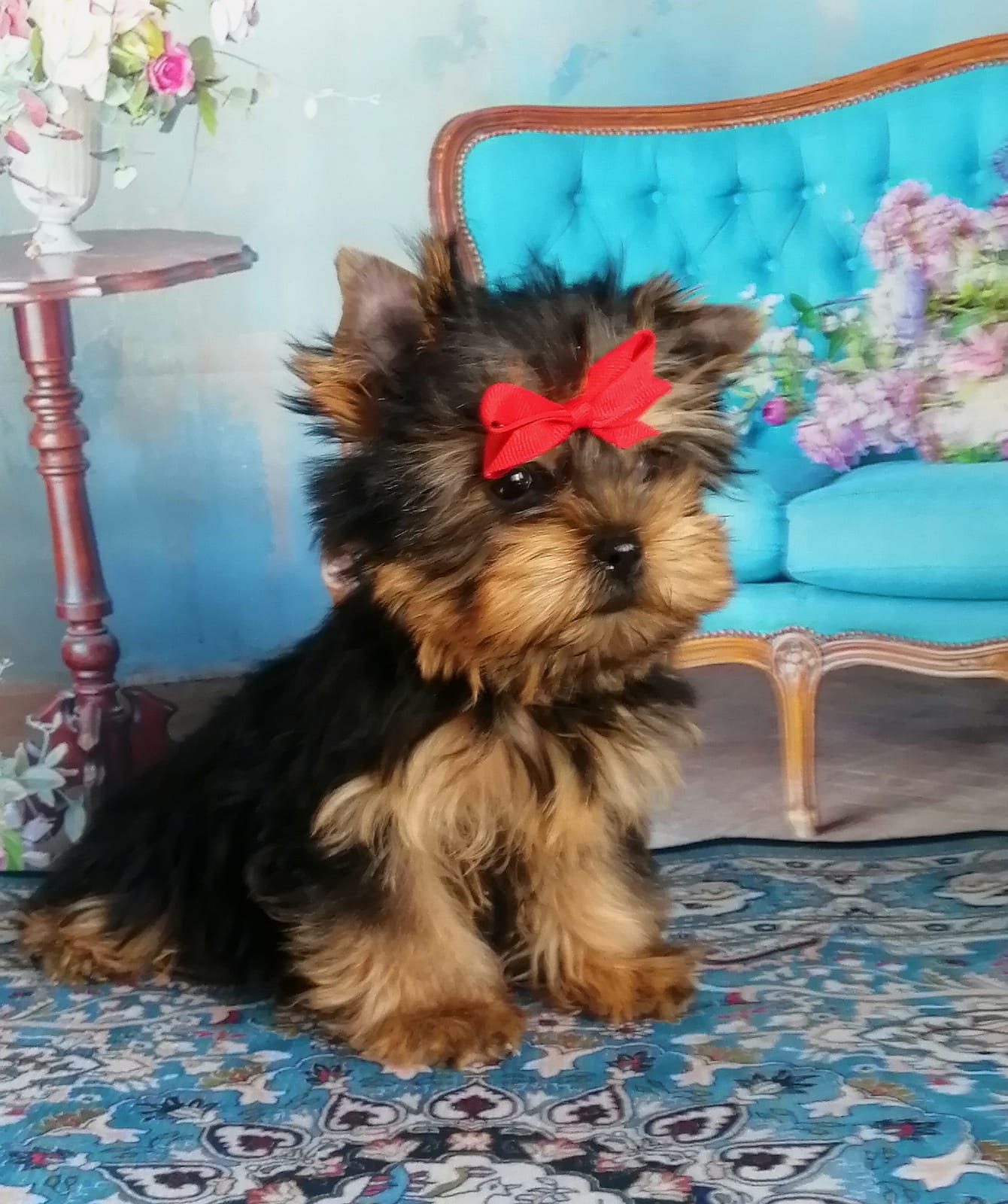 купить щенка Йоркширского терьера