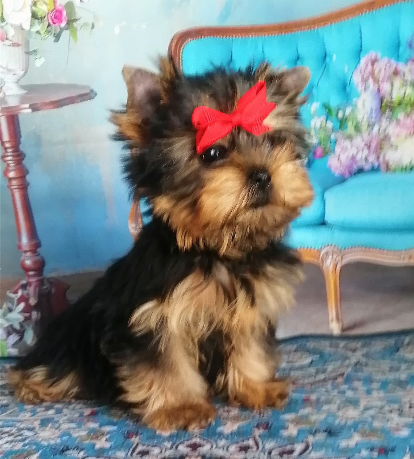 купить щенка Йоркширского терьера