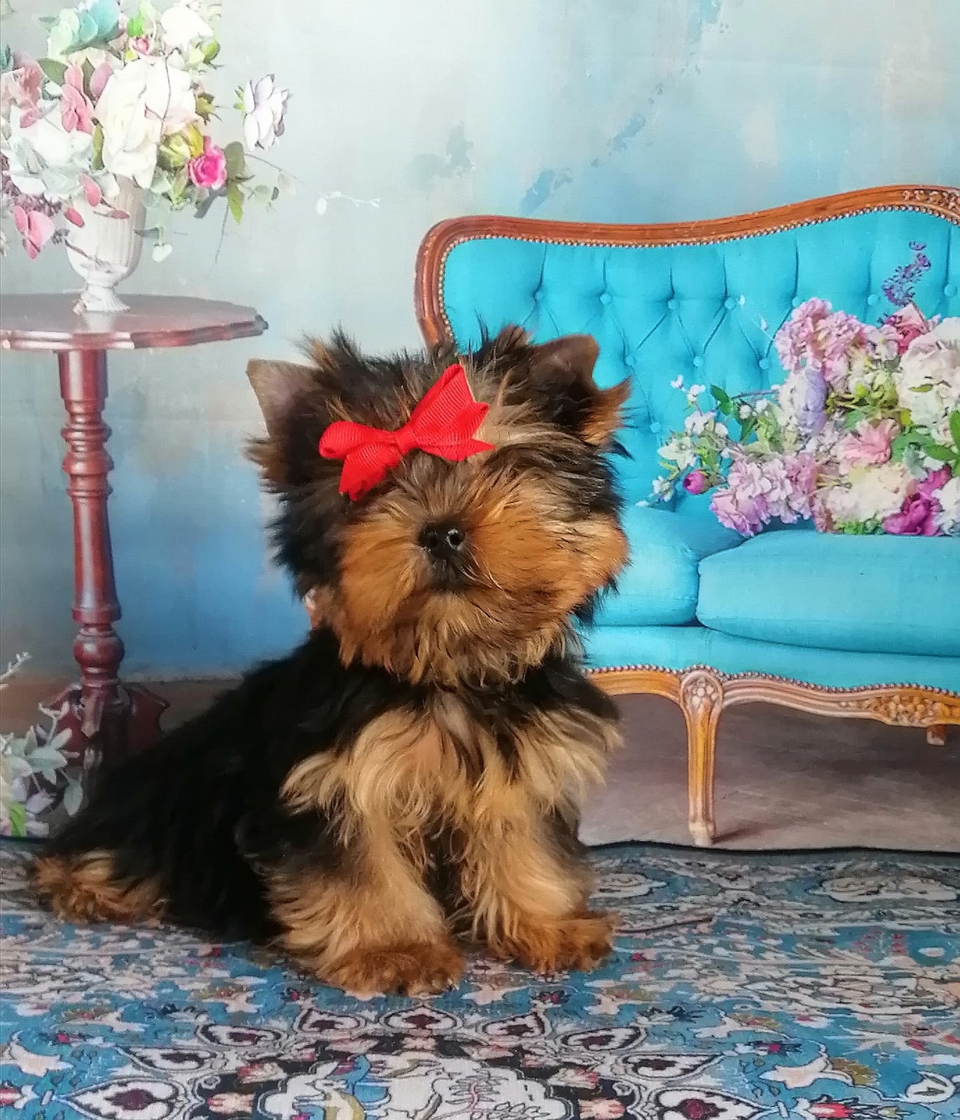 купить щенка Йорка