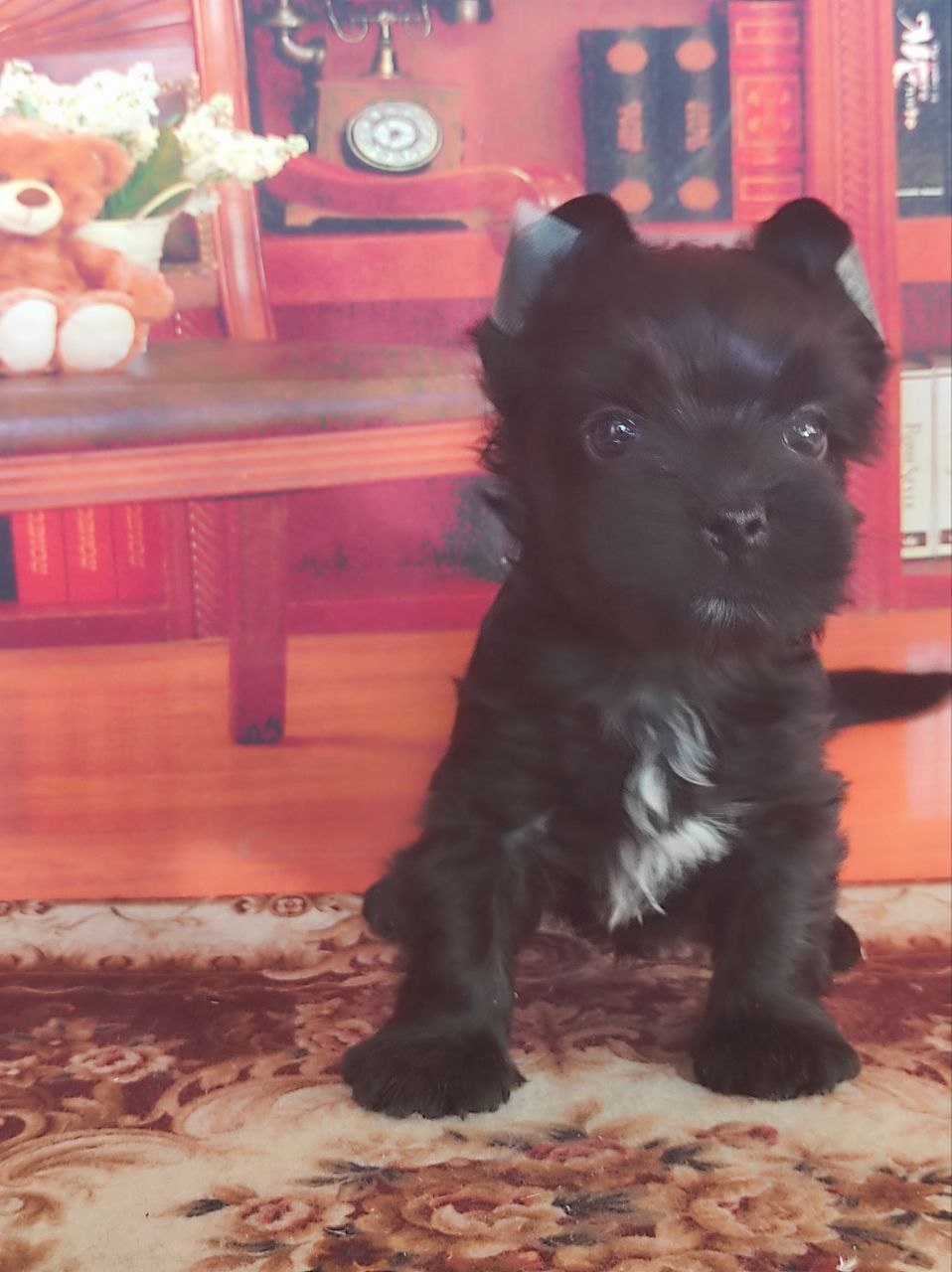 Йоркширский Черный терьер