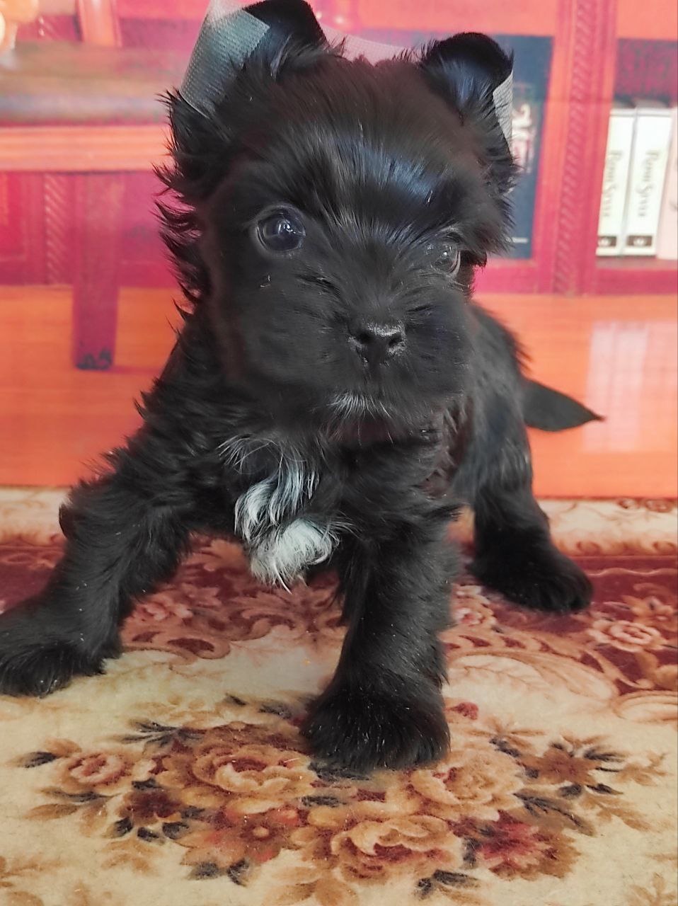 купить щенка Черного терьера