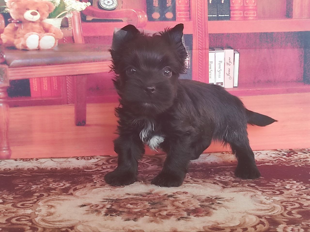 Черный Йорк