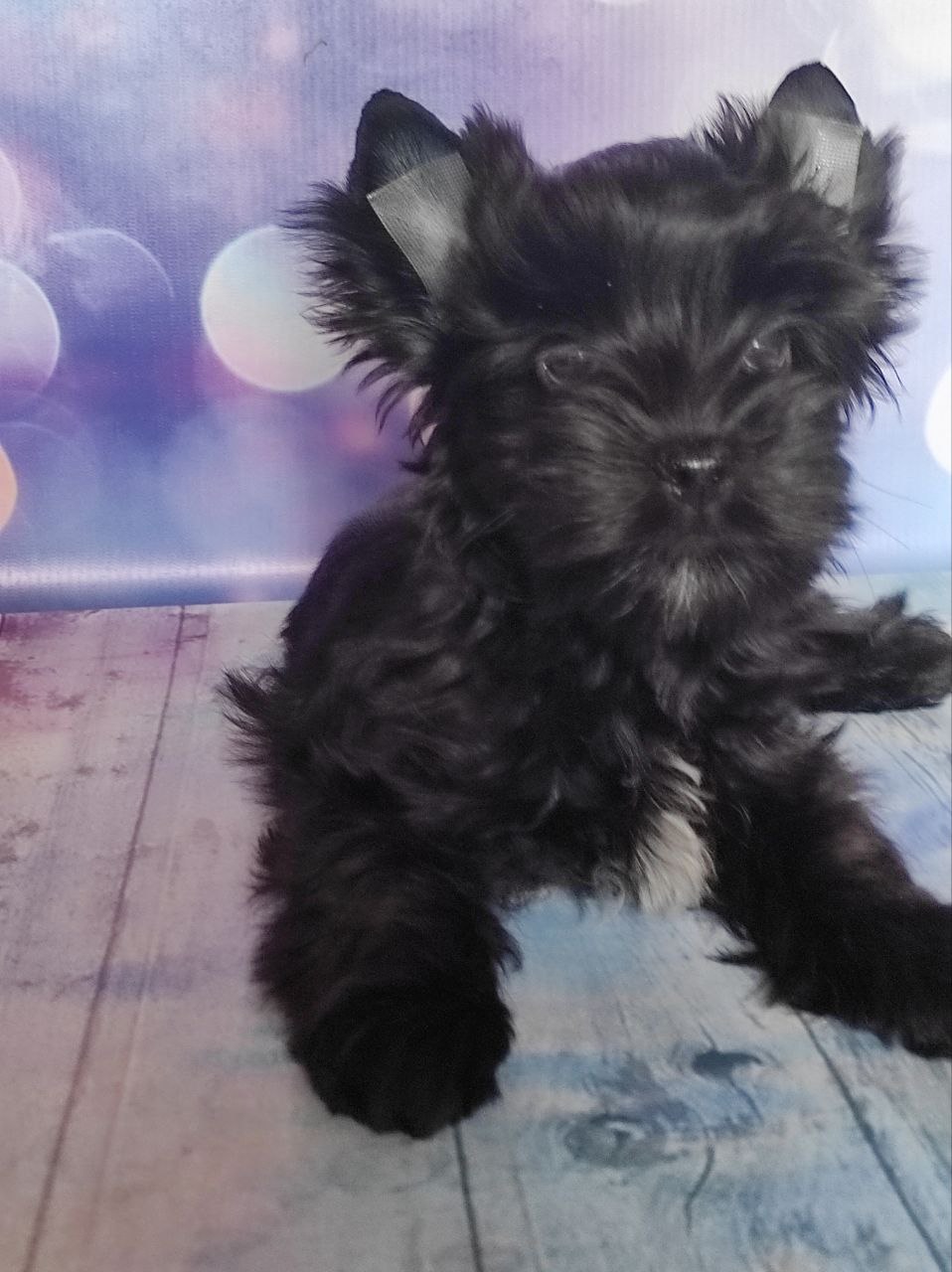 Черный Йорк