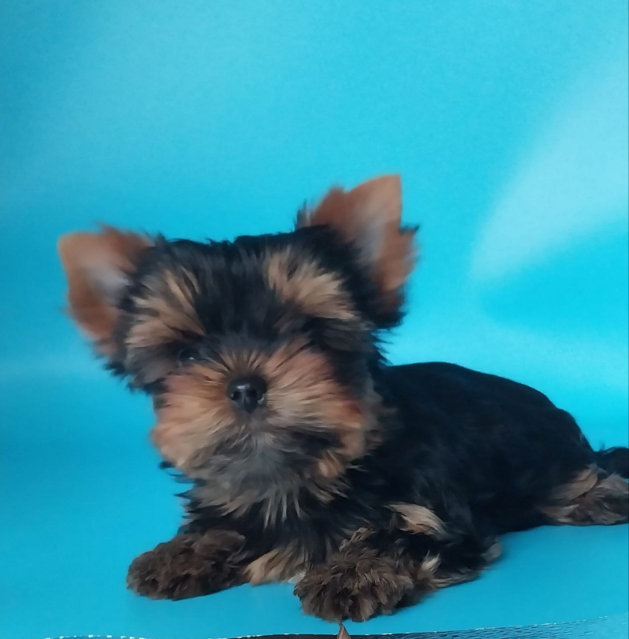 Мальчик Йоркширского терьера