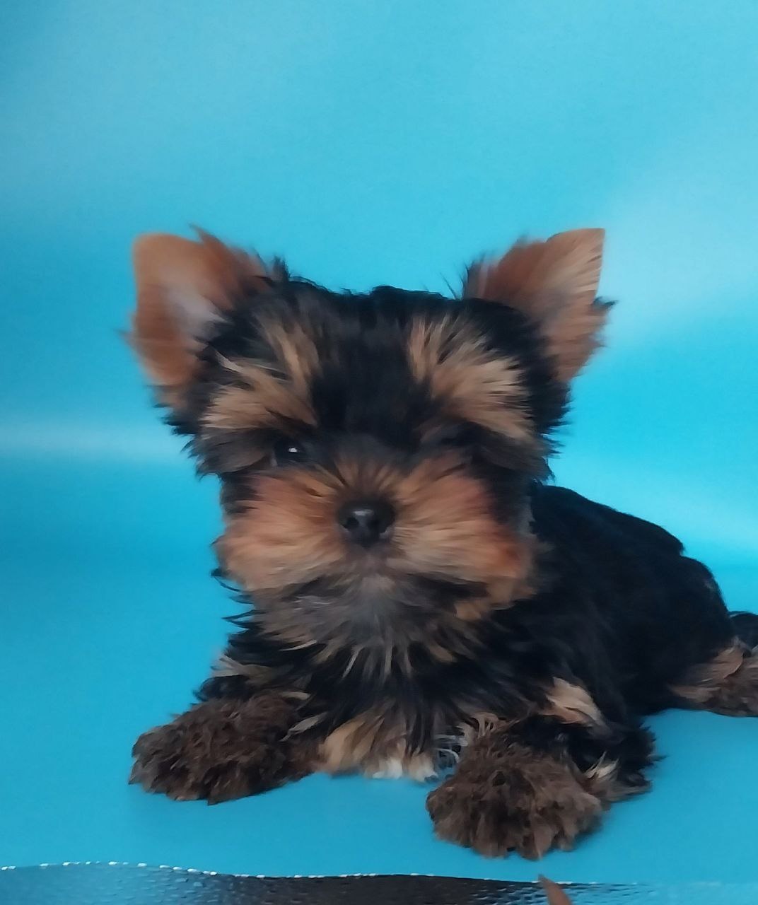 щенки Йоркширского терьера