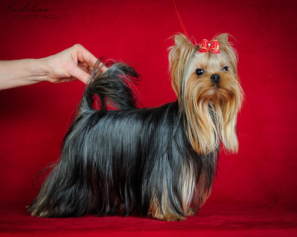 щенок девочка Йоркширский терьер