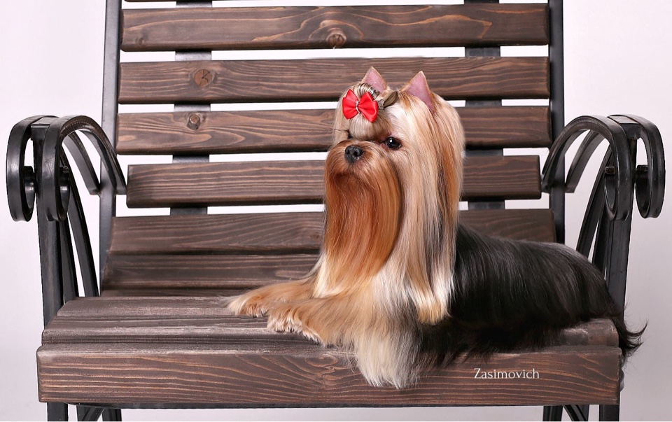 щенок мальчик Йоркширский терьер