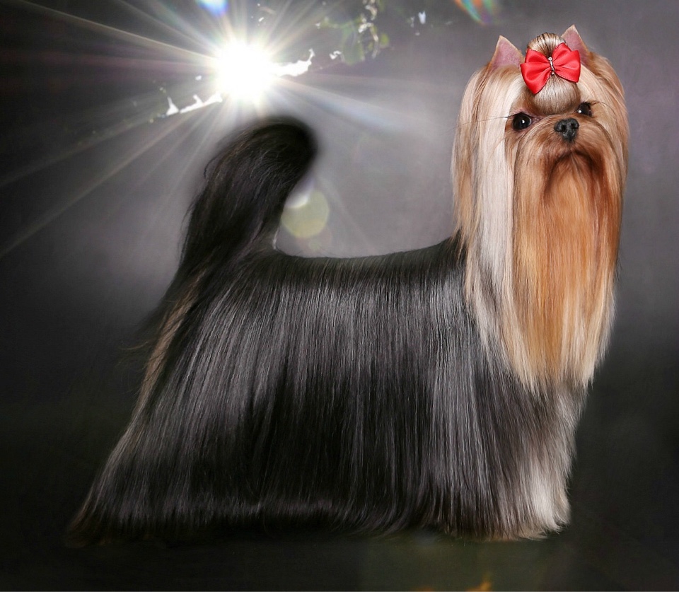 щенок мальчик Йоркширский терьер