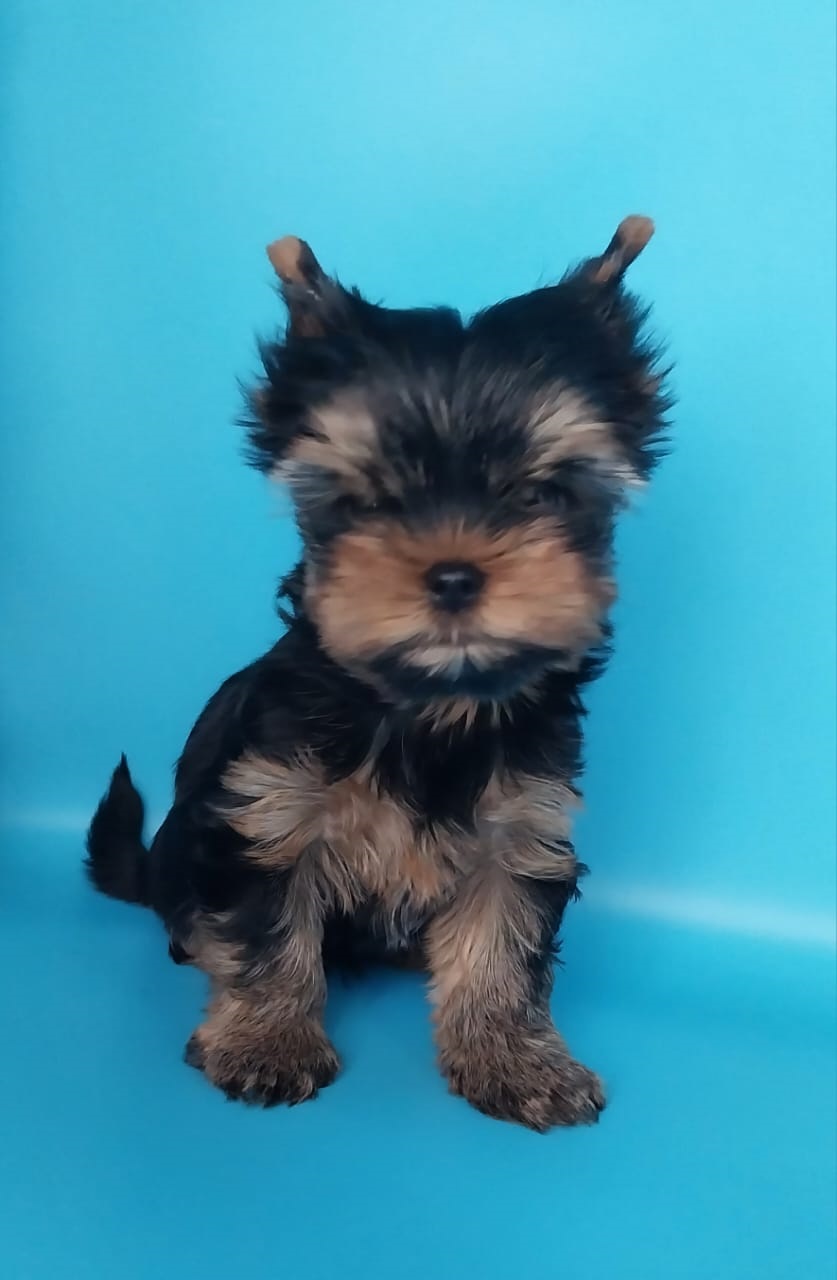 Мальчик Йоркширского терьера