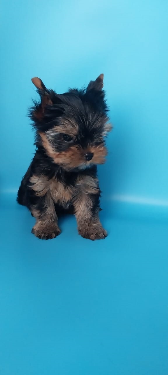 щенки Йоркширского терьера