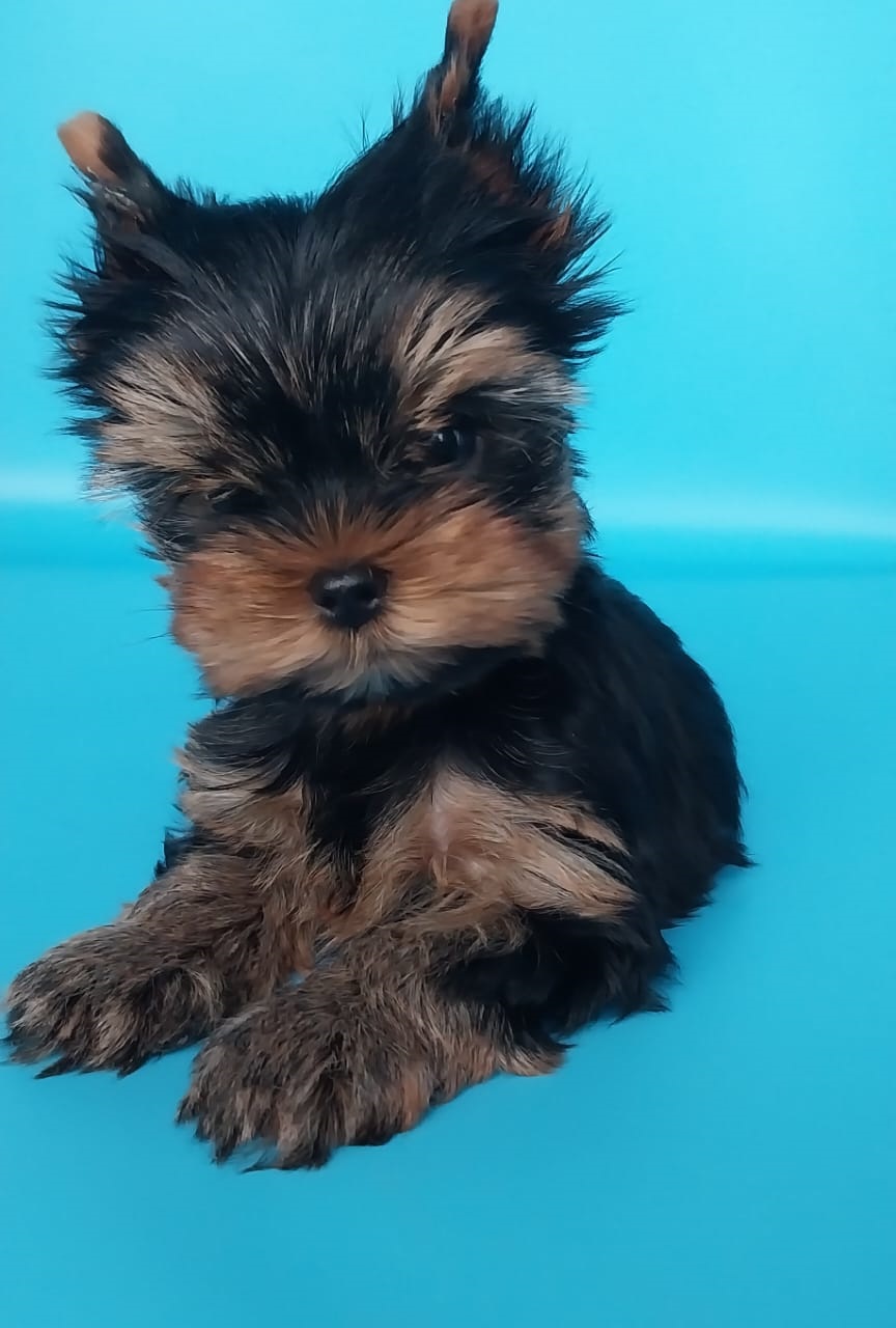 щенки Йоркширского терьера