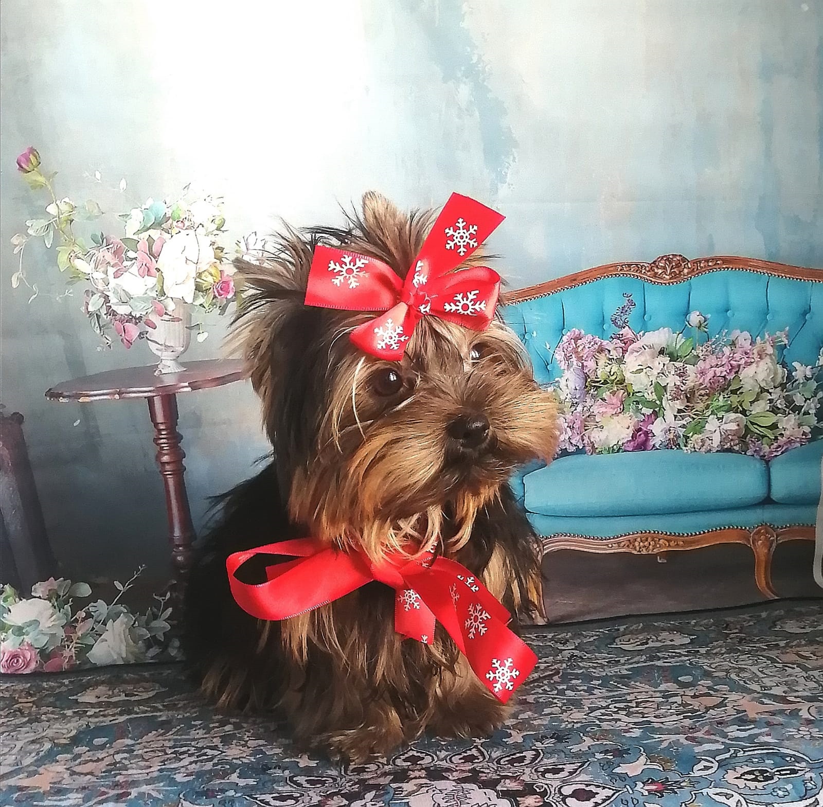 фото щенка Йоркширского терьера