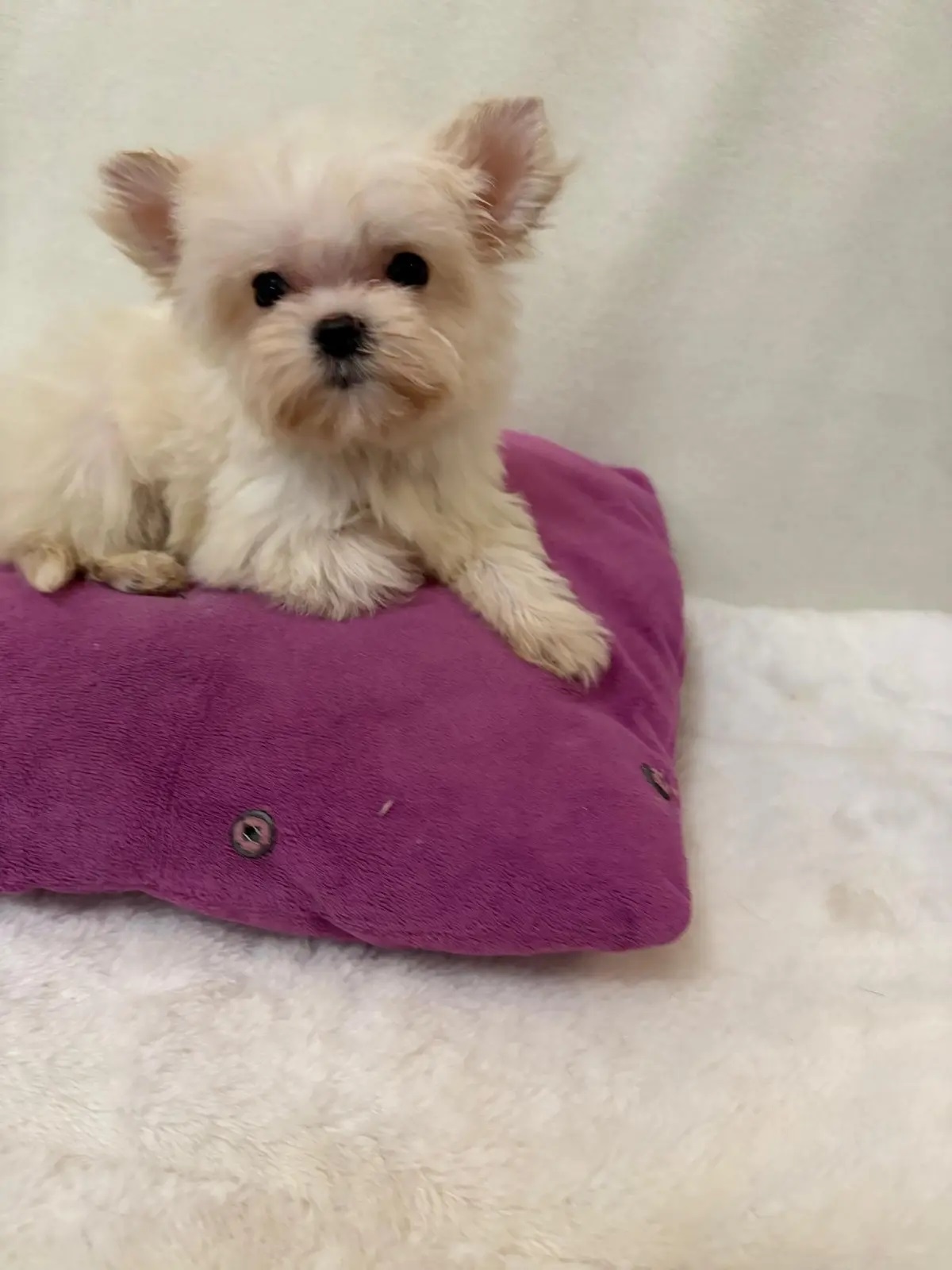 щенок чёрный йорк