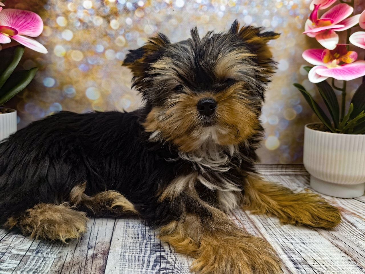 купить щенка Йоркширского терьера