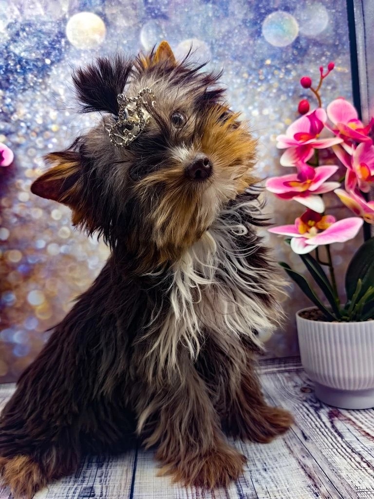 купить щенка Йоркширского терьера