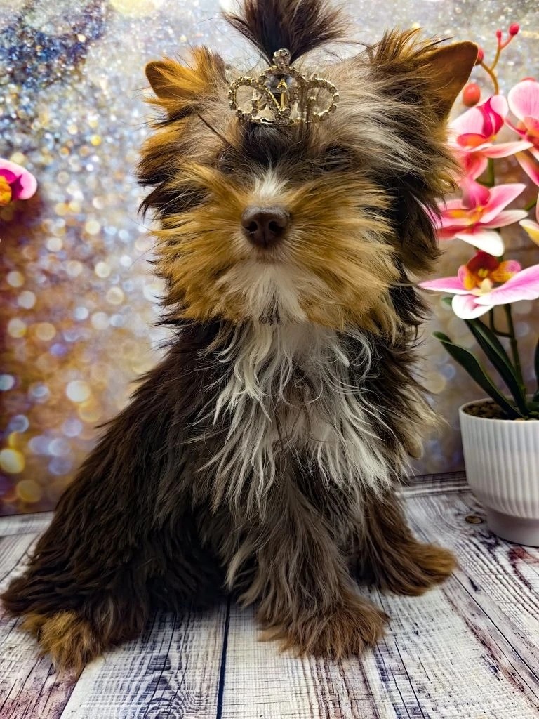 купить щенка Йоркширского терьера