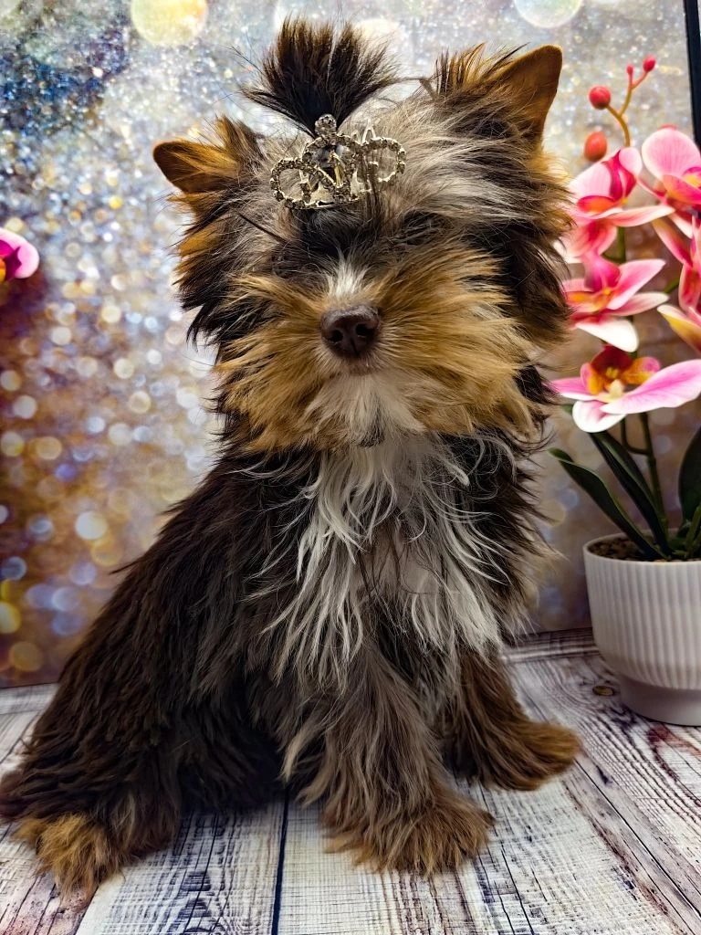 купить щенка Йоркширского терьера