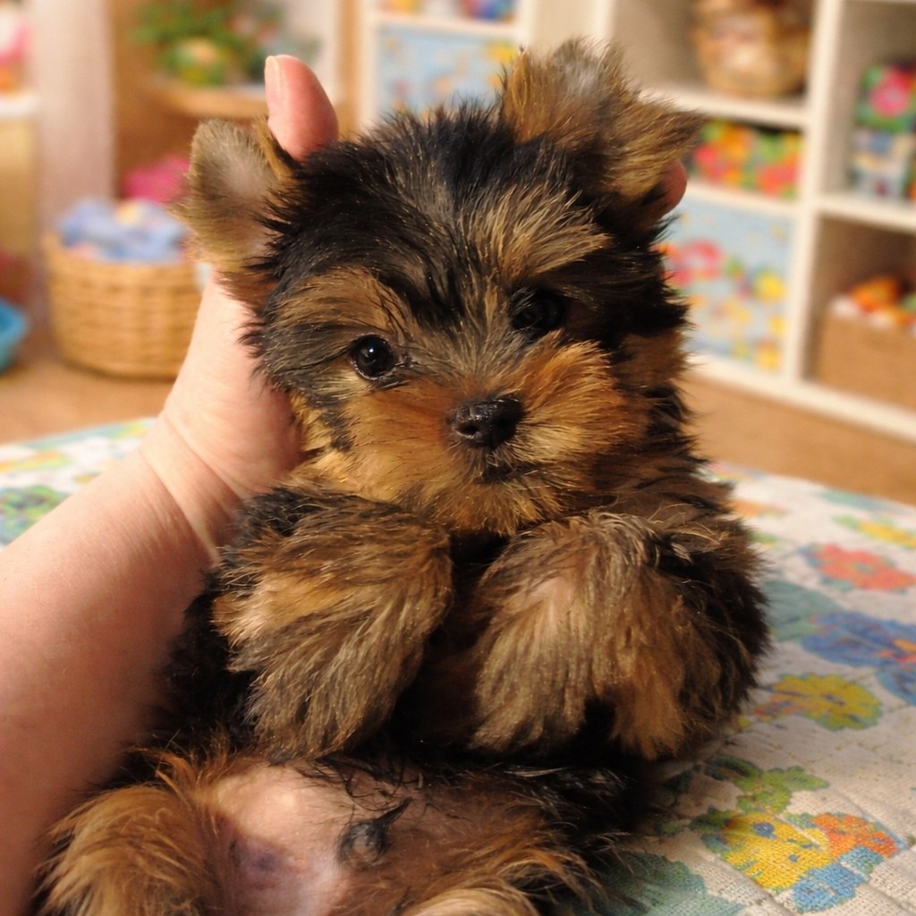 щенки Йоркширского терьера