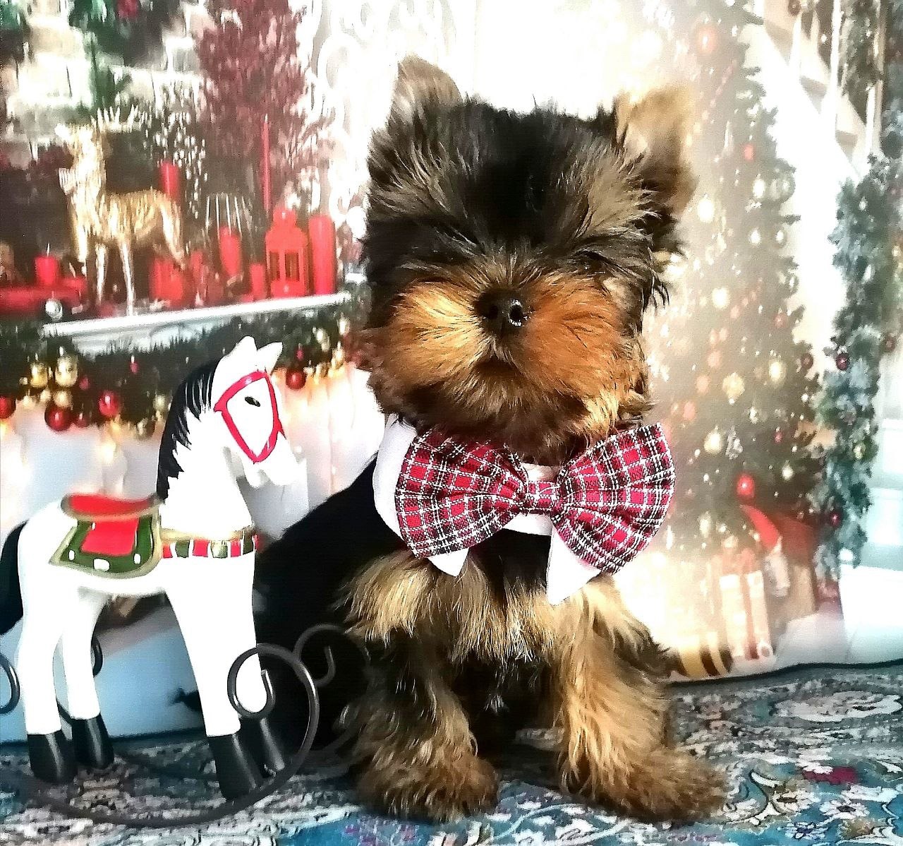 Щенок Йоркширского терьера