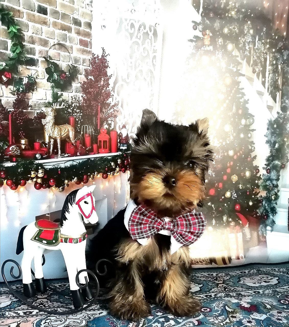 купить щенка Йоркширского терьера мини