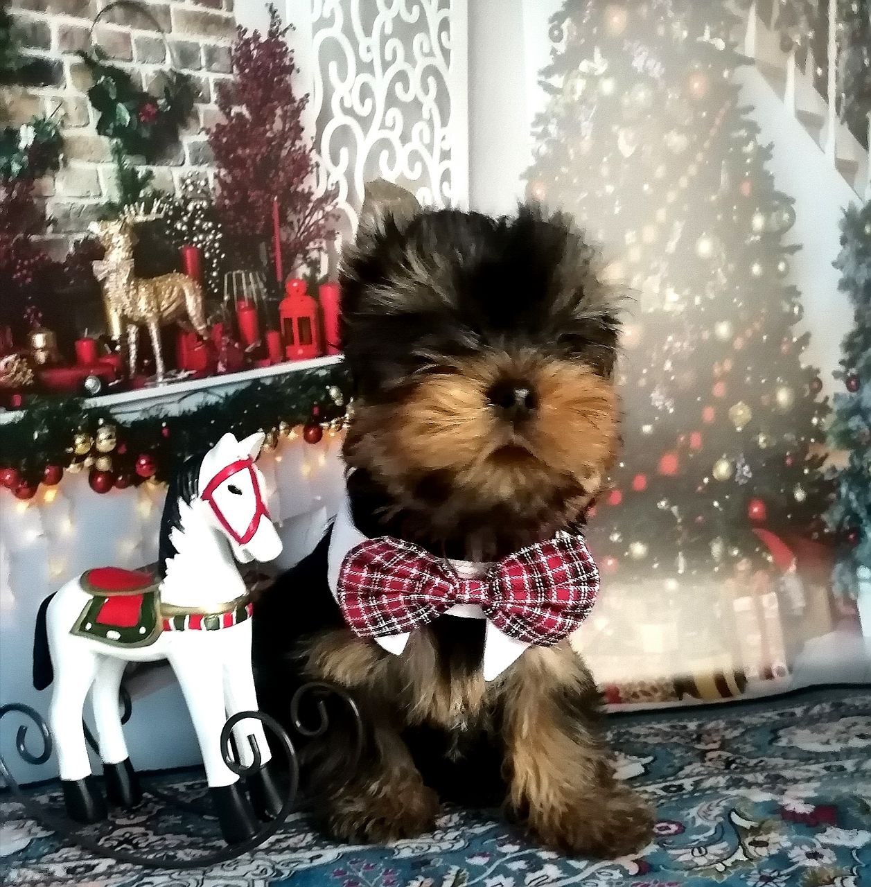 Щенок Йоркширского терьера