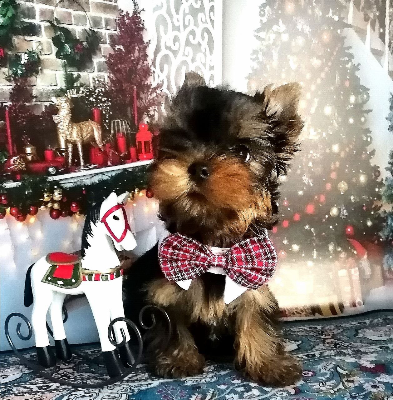 Щенок Йоркширского терьера